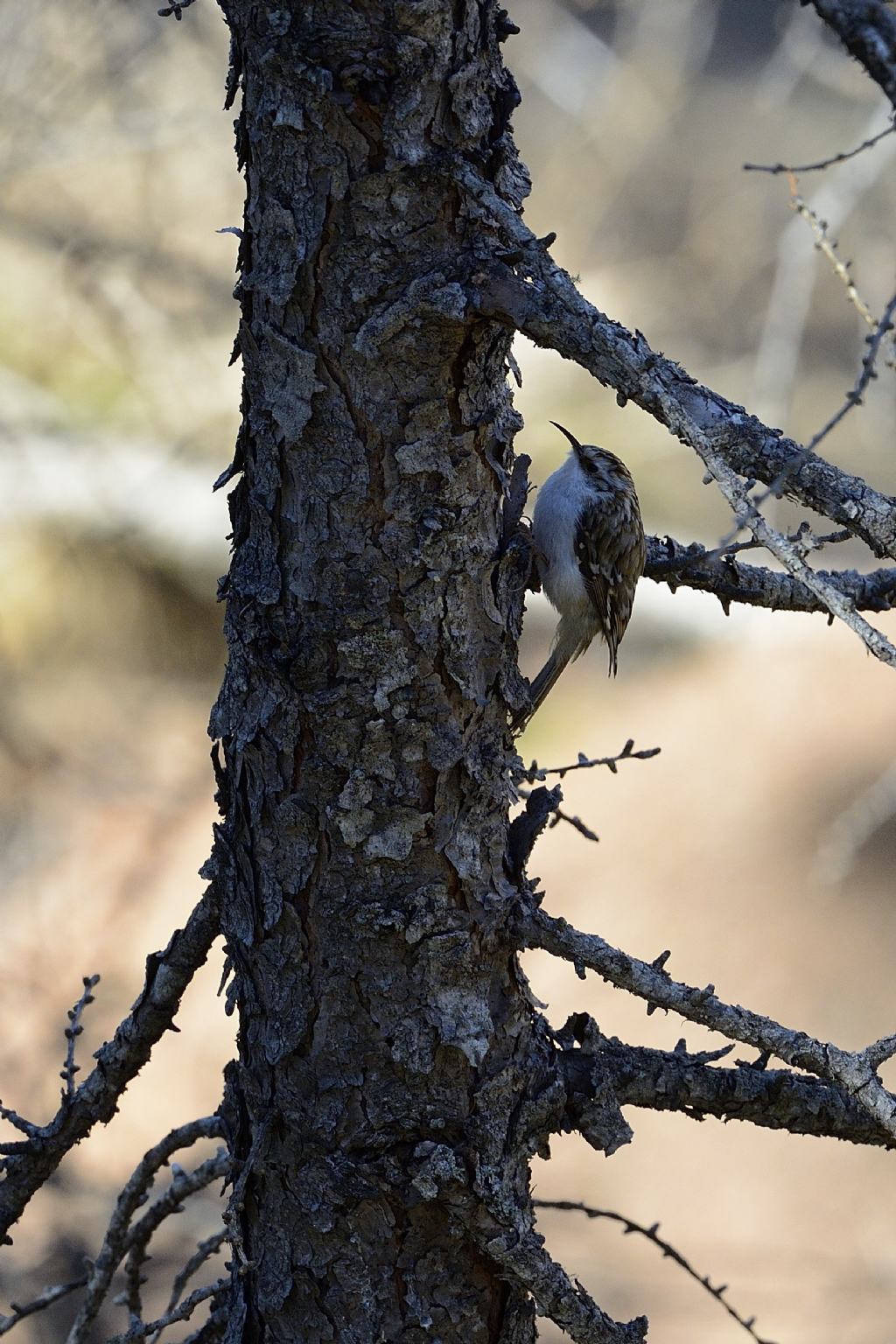 Rampichino alpestre (Certhia familiaris)